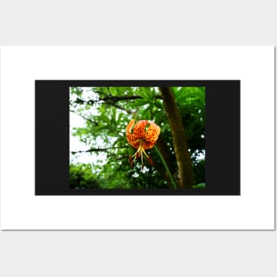 Carolina lily upside down flower Posters and Art